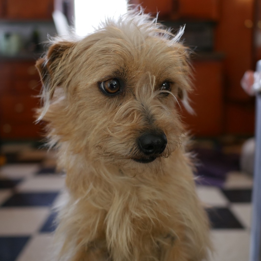 Watson