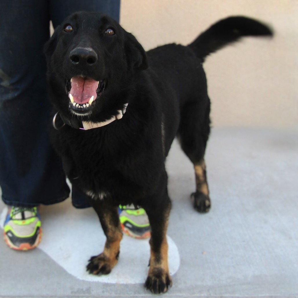 Salt, an adoptable Mixed Breed in Las Cruces, NM, 88012 | Photo Image 1