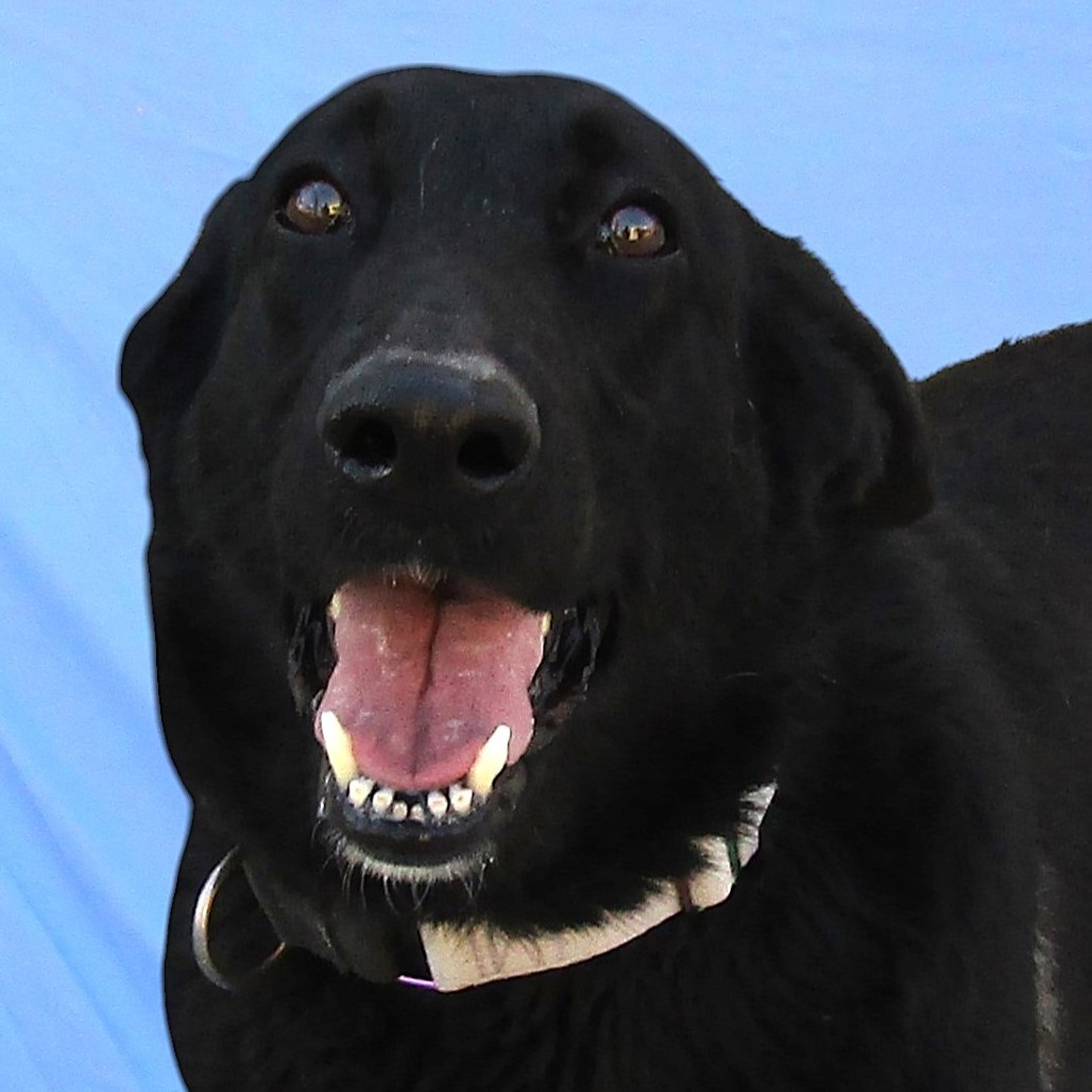 Salt, an adoptable Mixed Breed in Las Cruces, NM, 88012 | Photo Image 2