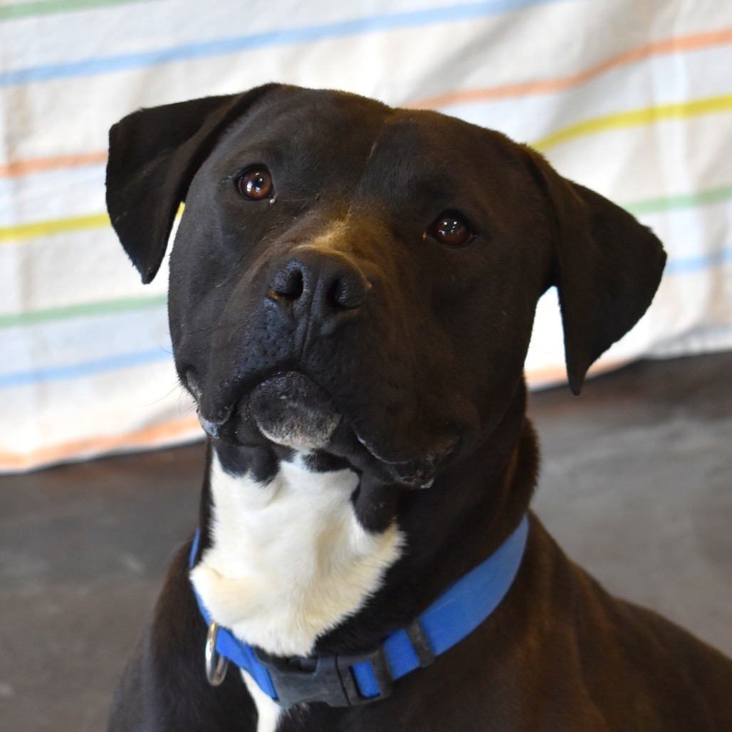 Harry, an adoptable Pit Bull Terrier in Rifle, CO, 81650 | Photo Image 1