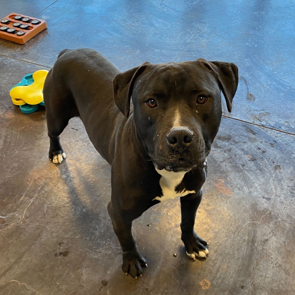 Harry, an adoptable Pit Bull Terrier in Rifle, CO, 81650 | Photo Image 2
