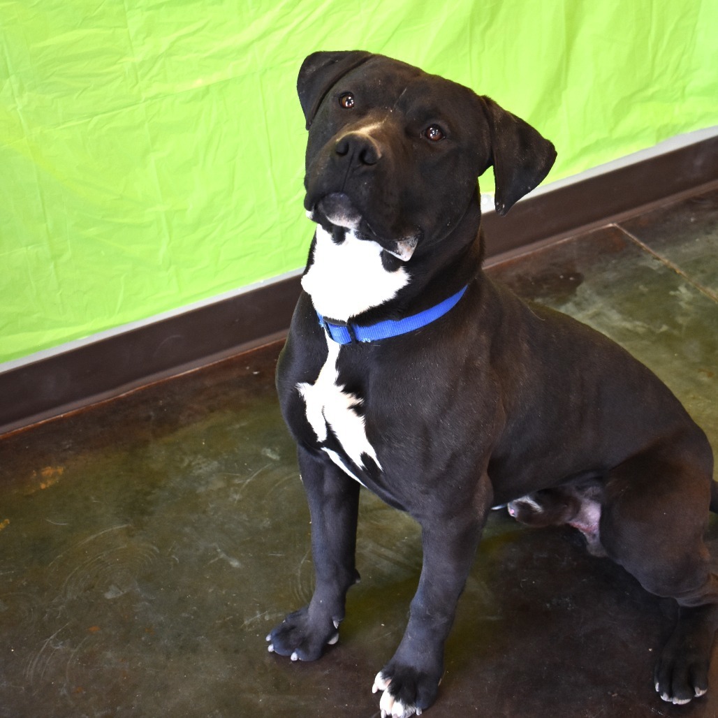 Harry, an adoptable Pit Bull Terrier in Rifle, CO, 81650 | Photo Image 3