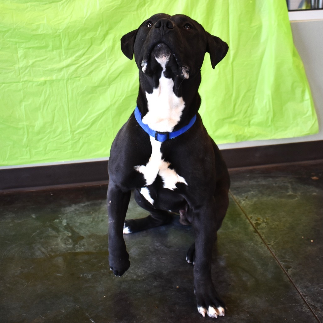 Harry, an adoptable Pit Bull Terrier in Rifle, CO, 81650 | Photo Image 4