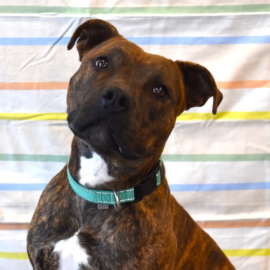Bijou, an adoptable Pit Bull Terrier in Rifle, CO, 81650 | Photo Image 1