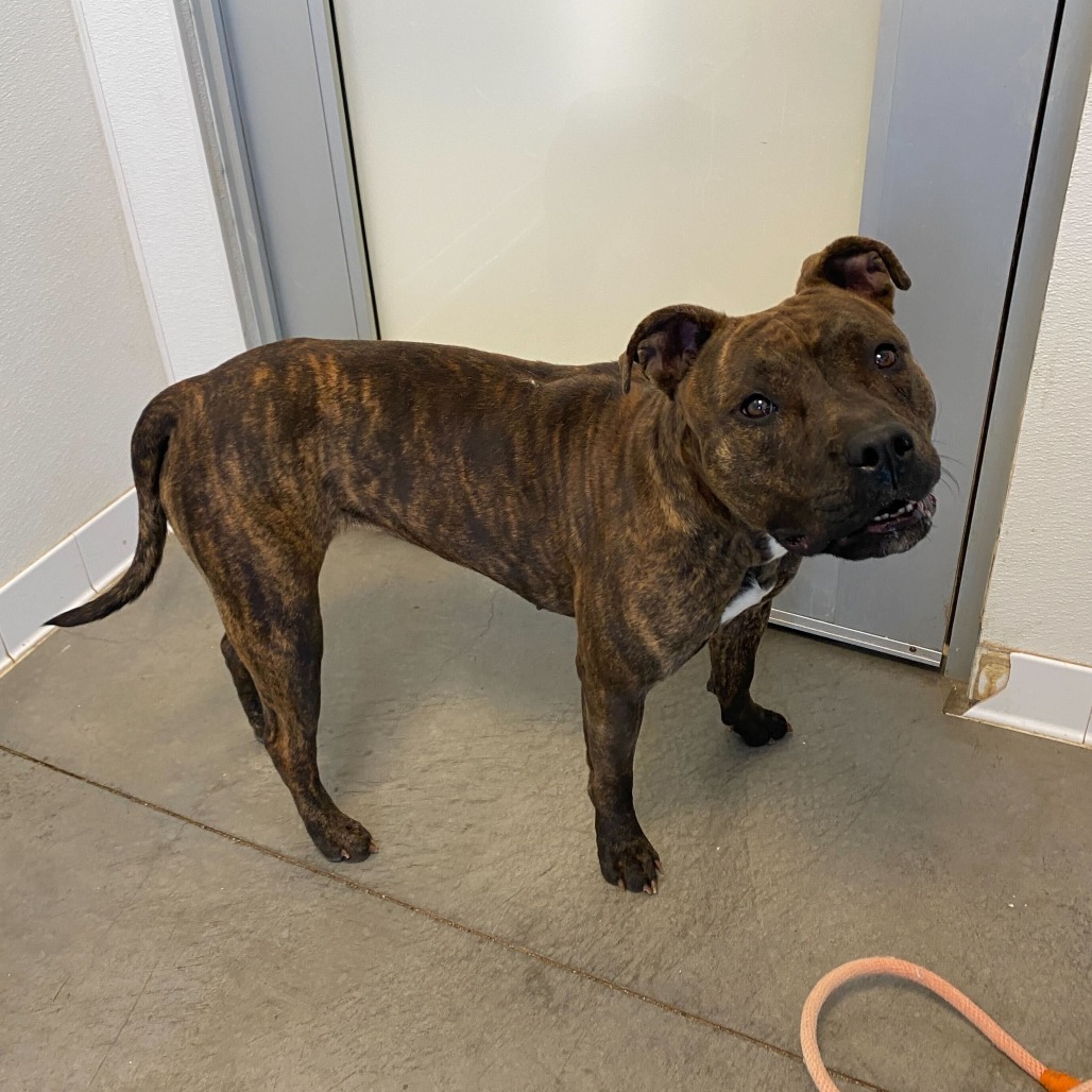 Bijou, an adoptable Pit Bull Terrier in Rifle, CO, 81650 | Photo Image 2