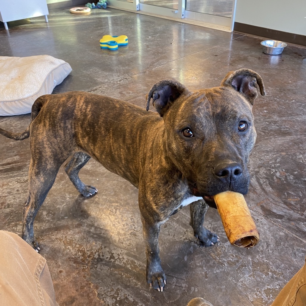 Bijou, an adoptable Pit Bull Terrier in Rifle, CO, 81650 | Photo Image 3