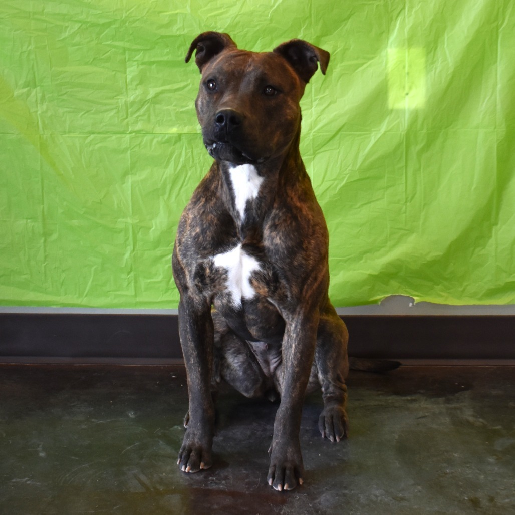 Bijou, an adoptable Pit Bull Terrier in Rifle, CO, 81650 | Photo Image 4