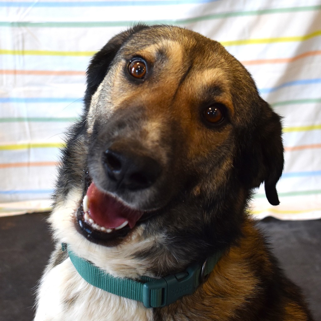 Buck, an adoptable Shepherd, Mixed Breed in Rifle, CO, 81650 | Photo Image 1
