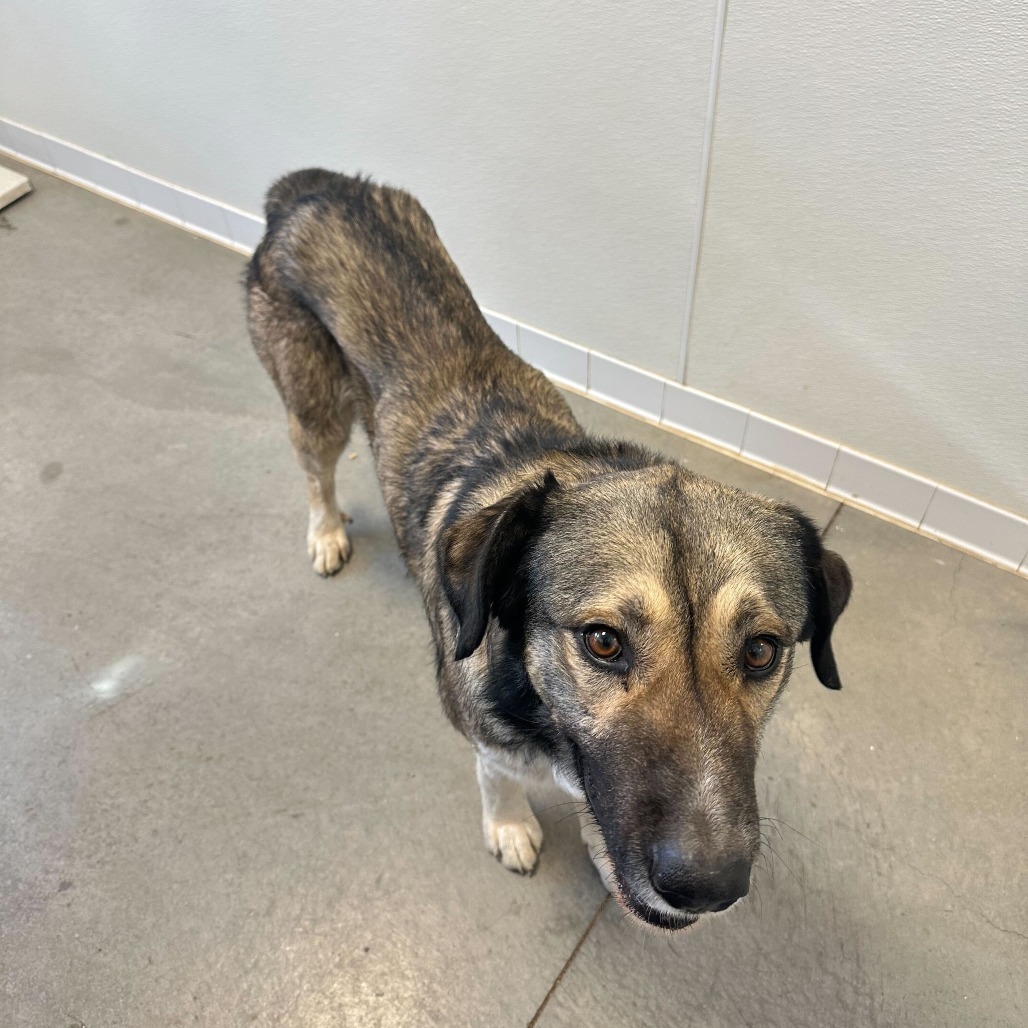 Buck, an adoptable Shepherd, Mixed Breed in Rifle, CO, 81650 | Photo Image 2