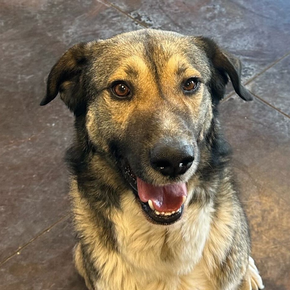 Buck, an adoptable Shepherd, Mixed Breed in Rifle, CO, 81650 | Photo Image 3