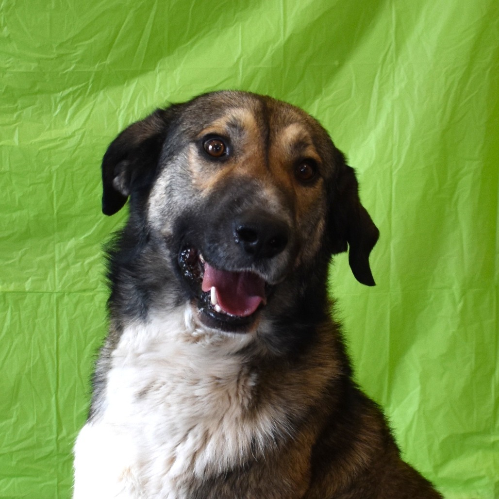 Buck, an adoptable Shepherd, Mixed Breed in Rifle, CO, 81650 | Photo Image 4