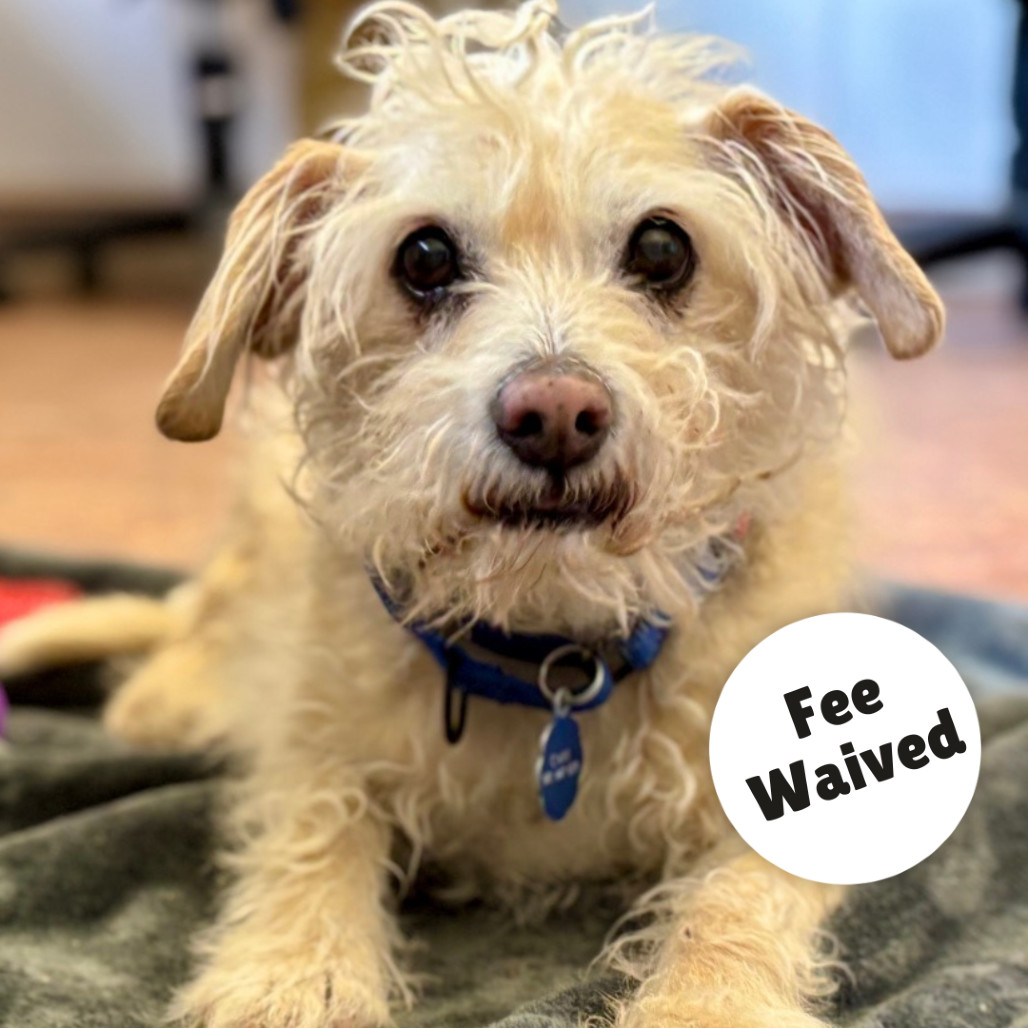 Cooper, an adoptable Terrier, Mixed Breed in Glenwood Springs, CO, 81601 | Photo Image 1