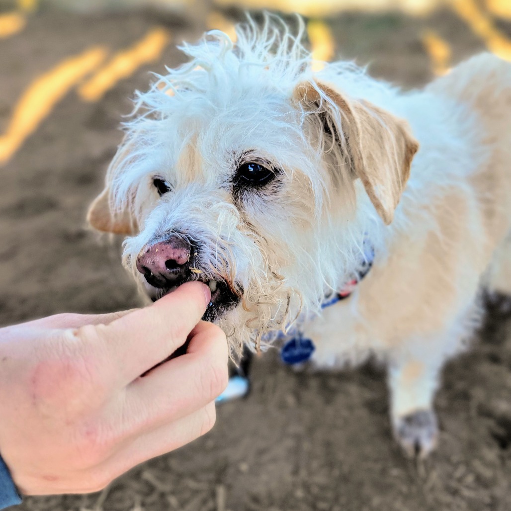 Cooper, an adoptable Terrier, Mixed Breed in Glenwood Springs, CO, 81601 | Photo Image 2