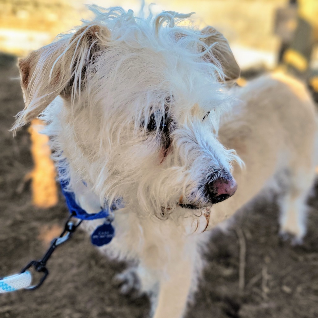 Cooper, an adoptable Terrier, Mixed Breed in Glenwood Springs, CO, 81601 | Photo Image 3