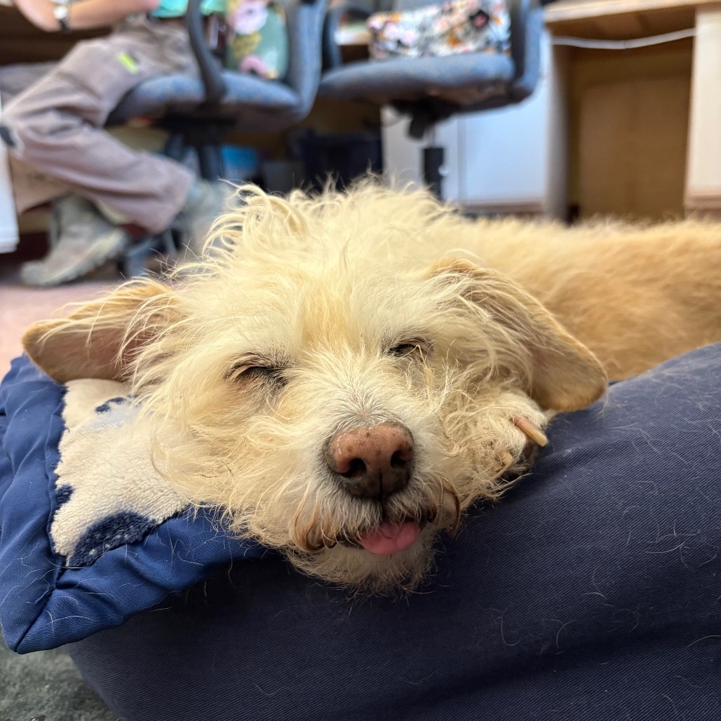 Cooper, an adoptable Terrier, Mixed Breed in Glenwood Springs, CO, 81601 | Photo Image 4