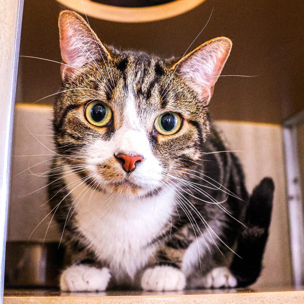 Milo (Bonded with Ash)