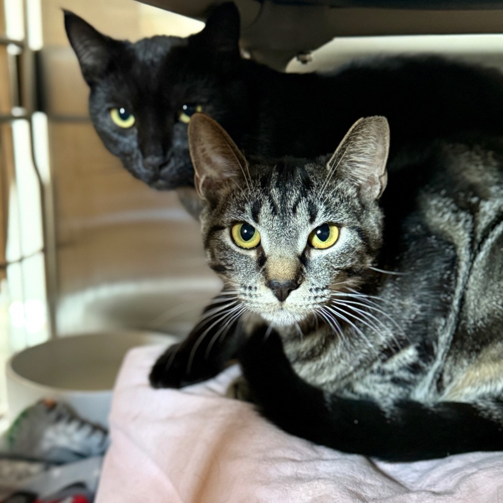 Ashley (Bonded with Asher)
