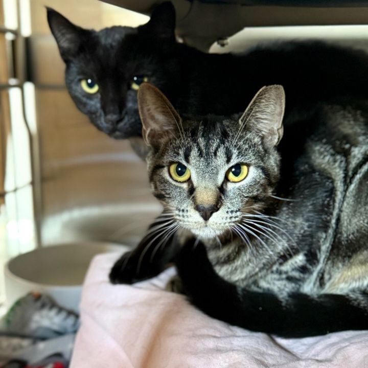 Ashley (Bonded with Asher) 2