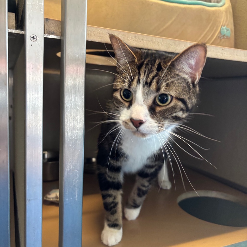 Milo (Bonded with Ash)