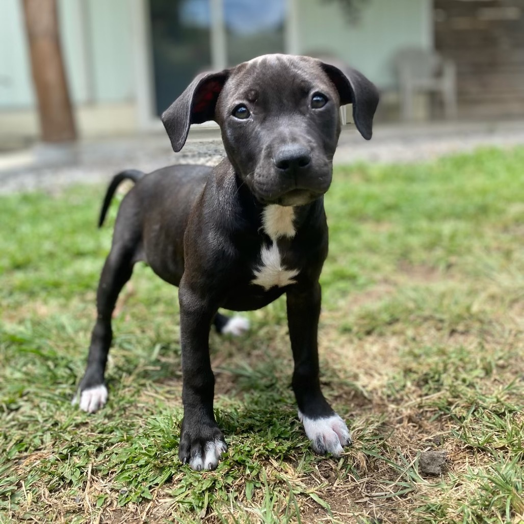 Super Bowl Litter: Ojomo, an adoptable Mixed Breed in Keaau, HI, 96749 | Photo Image 1