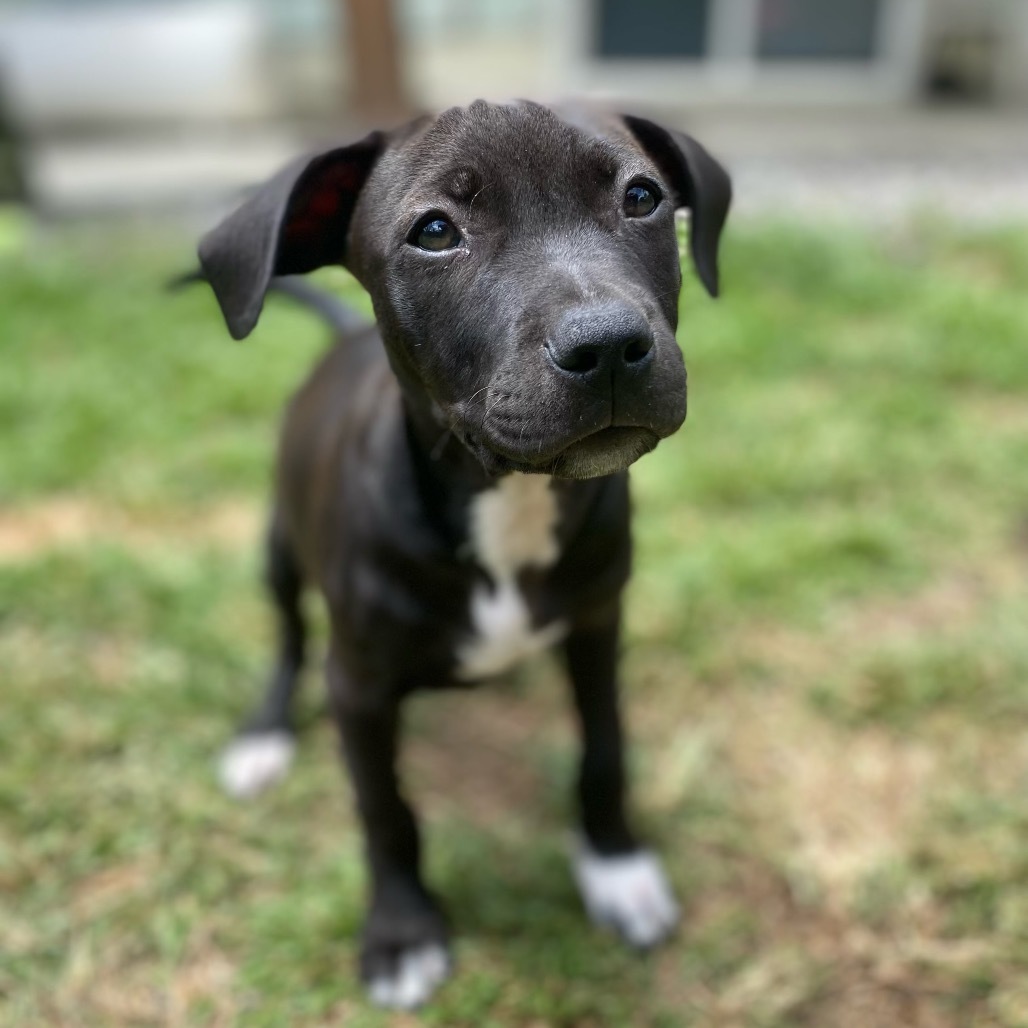 Super Bowl Litter: Ojomo, an adoptable Mixed Breed in Keaau, HI, 96749 | Photo Image 3