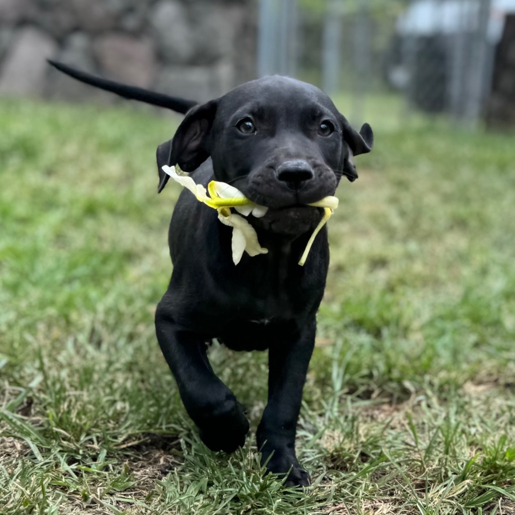 Super Bowl Litter: Baun, an adoptable Mixed Breed in Keaau, HI, 96749 | Photo Image 1