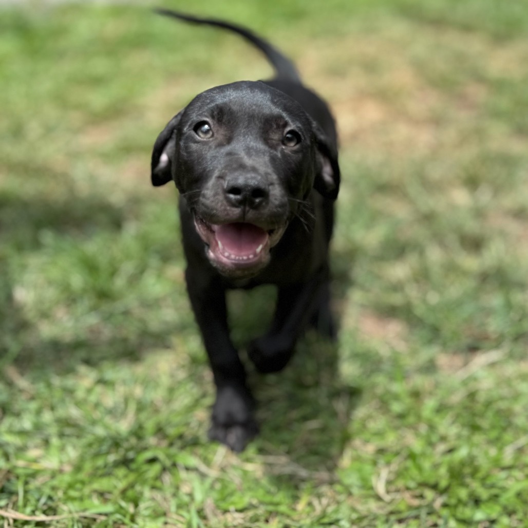 Super Bowl Litter: Baun, an adoptable Mixed Breed in Keaau, HI, 96749 | Photo Image 2