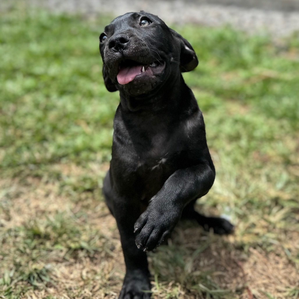 Super Bowl Litter: Baun, an adoptable Mixed Breed in Keaau, HI, 96749 | Photo Image 3