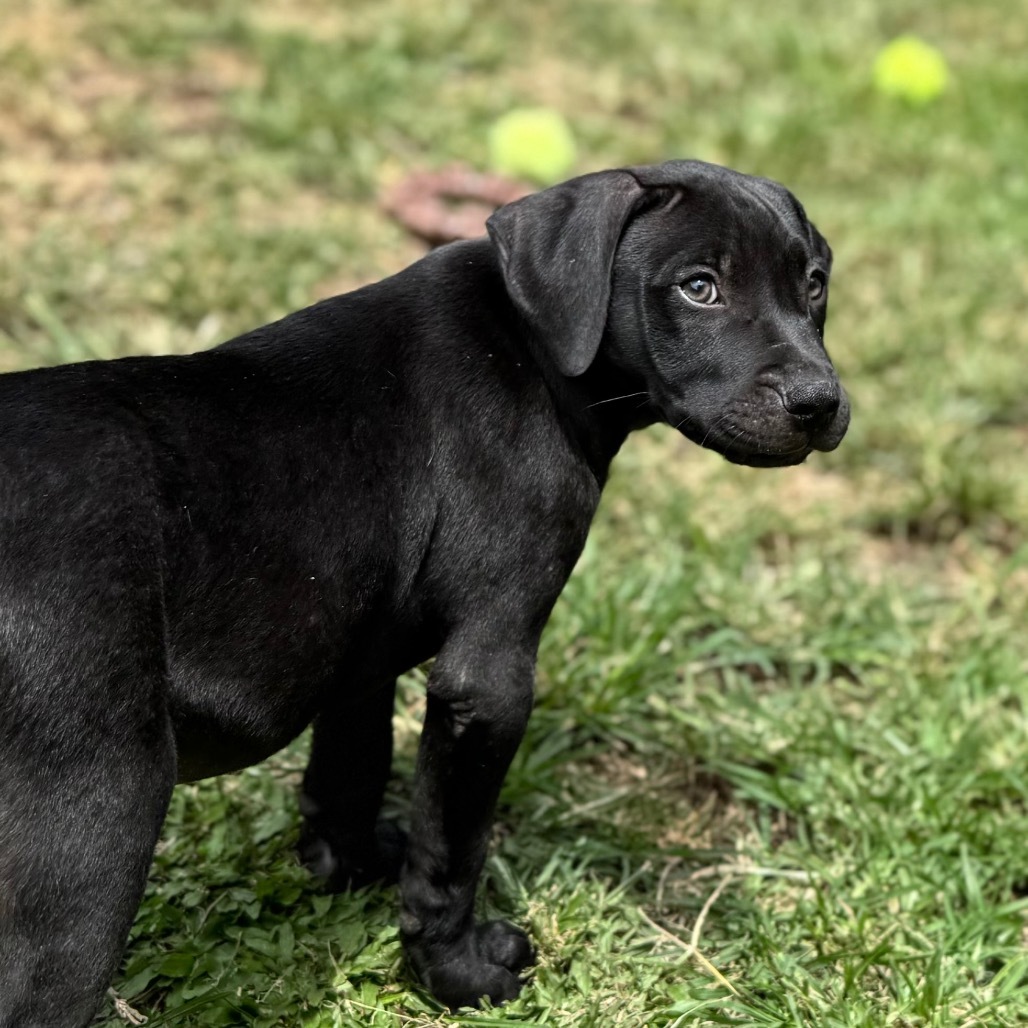 Super Bowl Litter: Baun, an adoptable Mixed Breed in Keaau, HI, 96749 | Photo Image 4