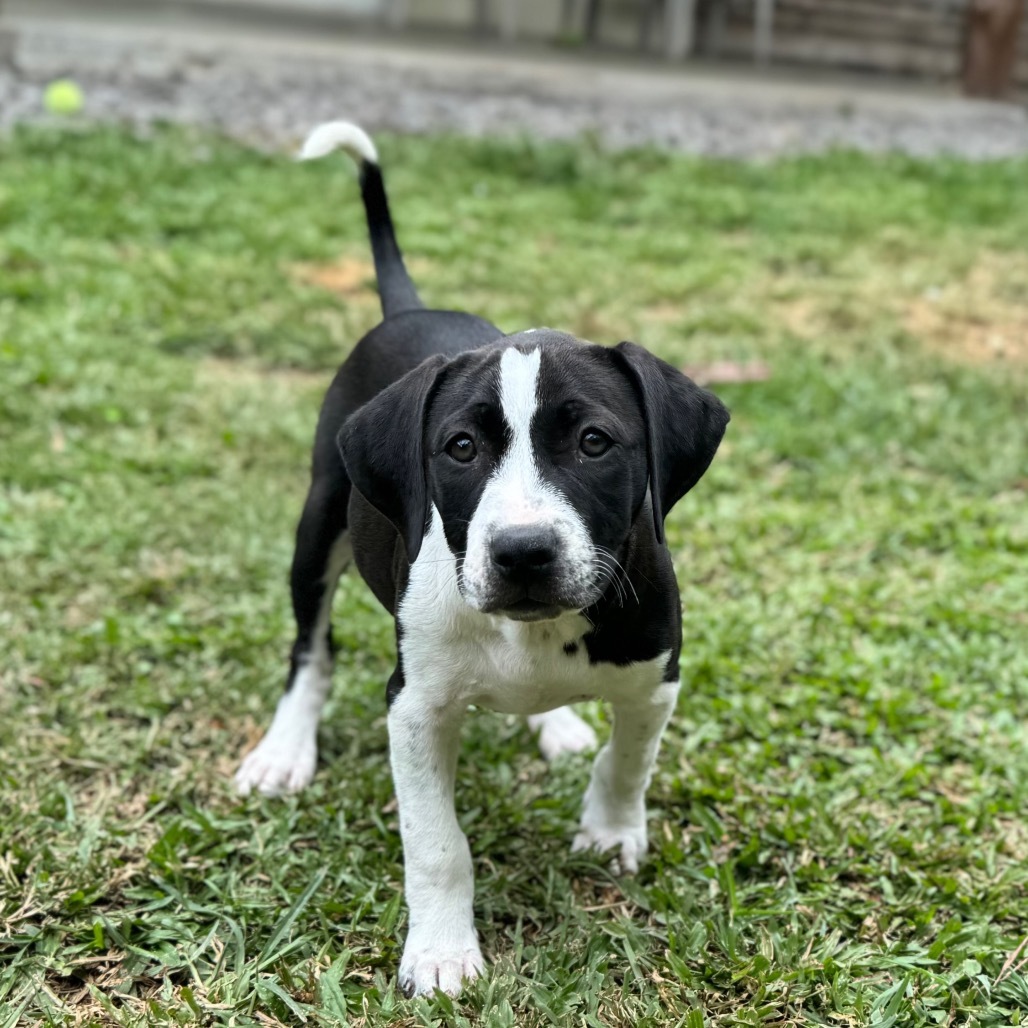 Super Bowl Litter: DeJean, an adoptable Mixed Breed in Keaau, HI, 96749 | Photo Image 1