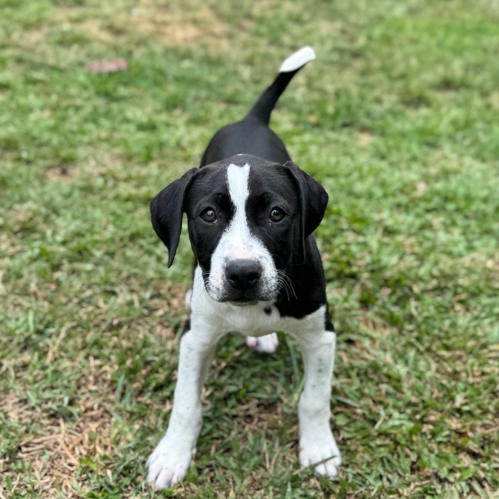Super Bowl Litter: DeJean, an adoptable Mixed Breed in Keaau, HI, 96749 | Photo Image 2