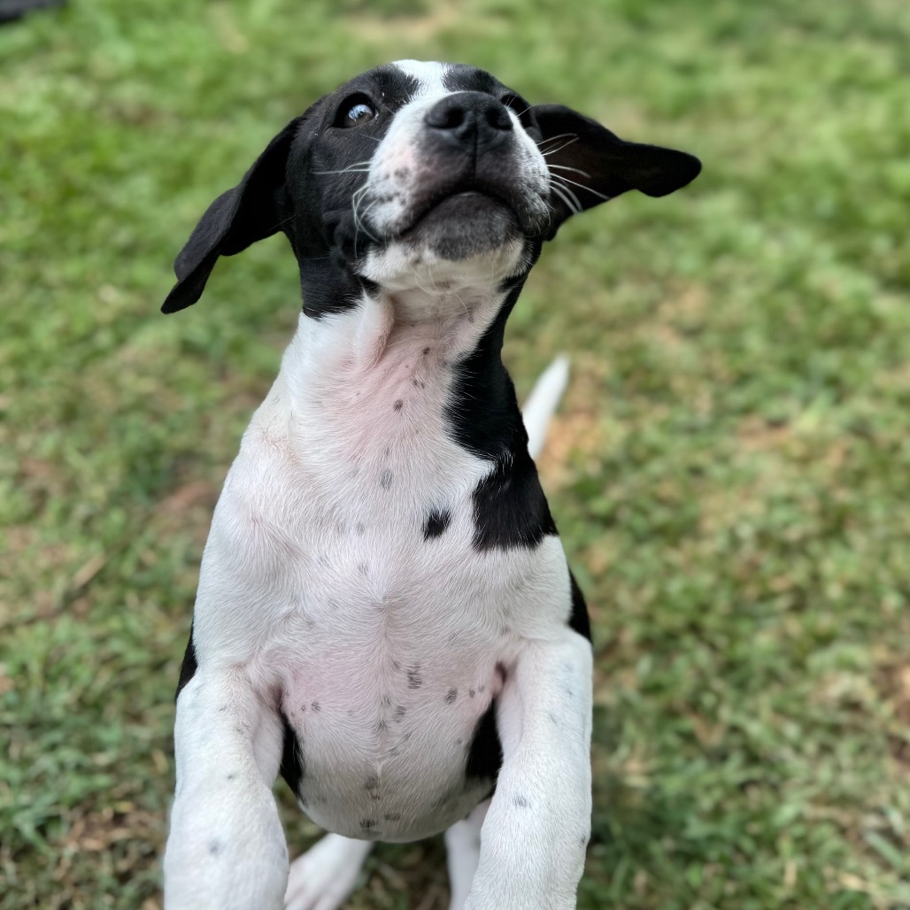 Super Bowl Litter: DeJean, an adoptable Mixed Breed in Keaau, HI, 96749 | Photo Image 3
