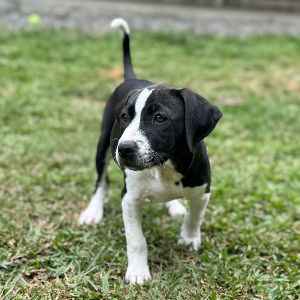 Super Bowl Litter: DeJean, an adoptable Mixed Breed in Keaau, HI, 96749 | Photo Image 4