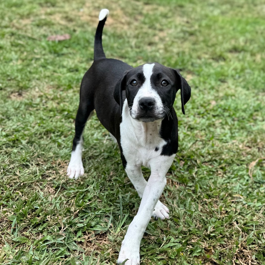 Super Bowl Litter: DeJean, an adoptable Mixed Breed in Keaau, HI, 96749 | Photo Image 5