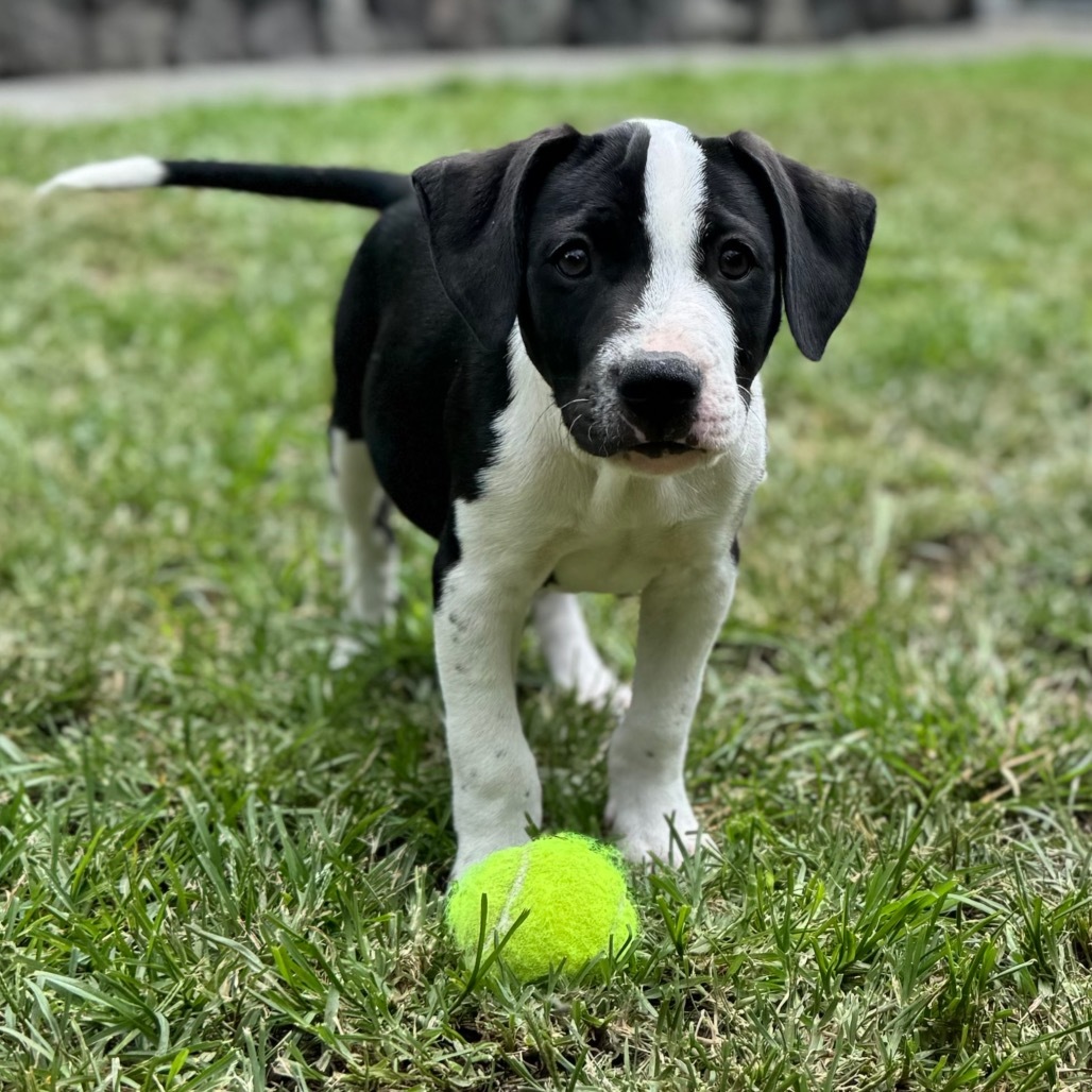 Super Bowl Litter: Keegan, an adoptable Mixed Breed in Keaau, HI, 96749 | Photo Image 1
