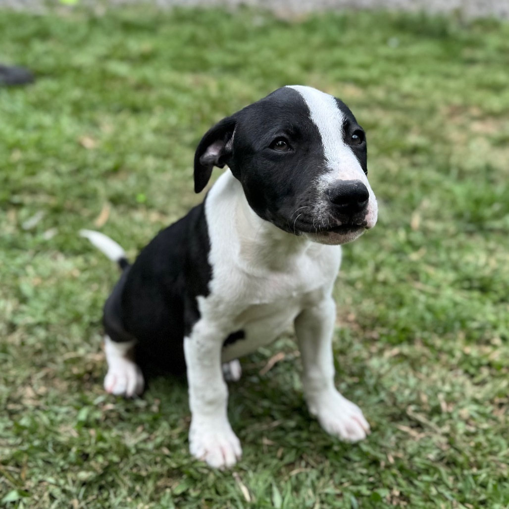 Super Bowl Litter: Keegan, an adoptable Mixed Breed in Keaau, HI, 96749 | Photo Image 3