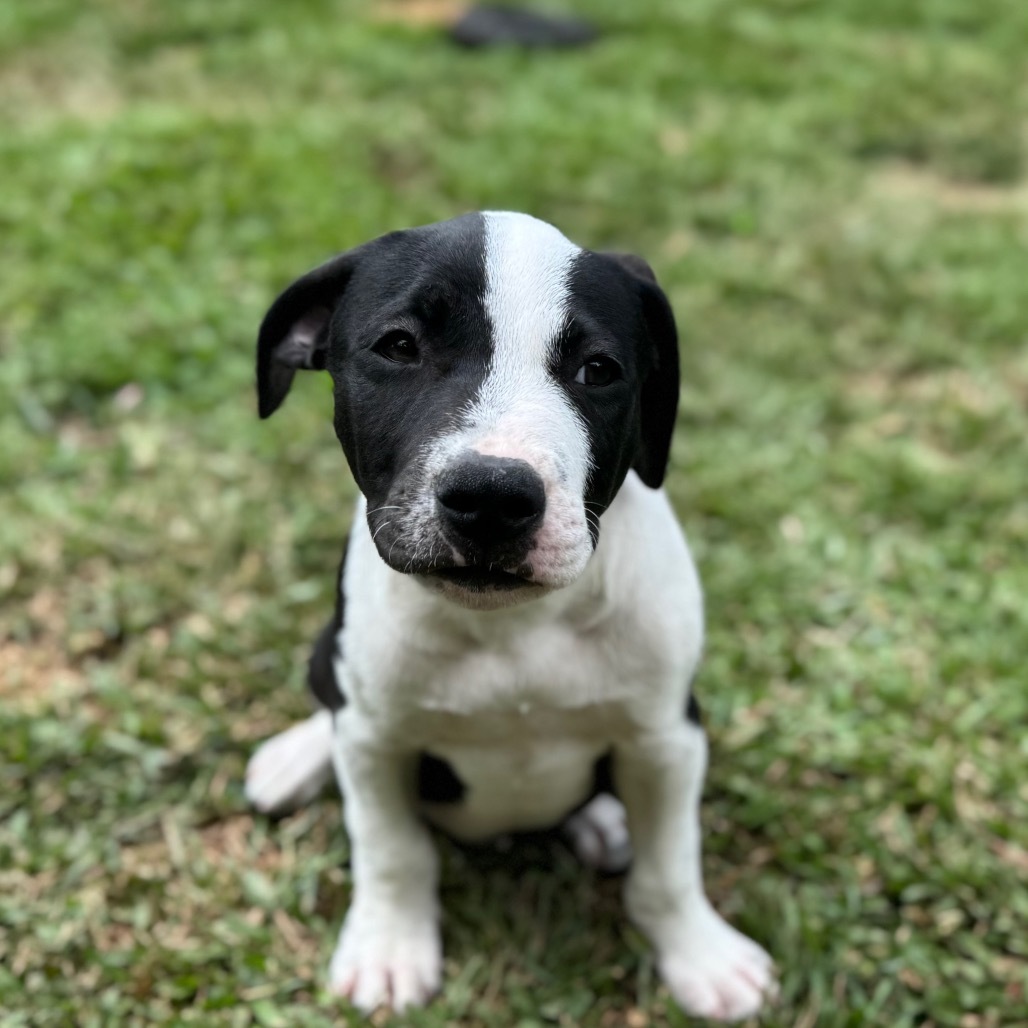 Super Bowl Litter: Keegan, an adoptable Mixed Breed in Keaau, HI, 96749 | Photo Image 4