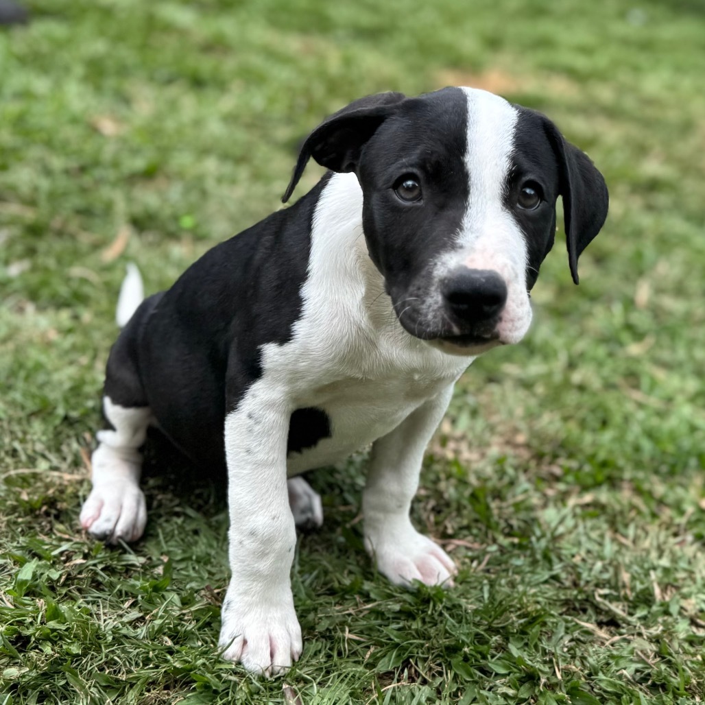 Super Bowl Litter: Keegan, an adoptable Mixed Breed in Keaau, HI, 96749 | Photo Image 5