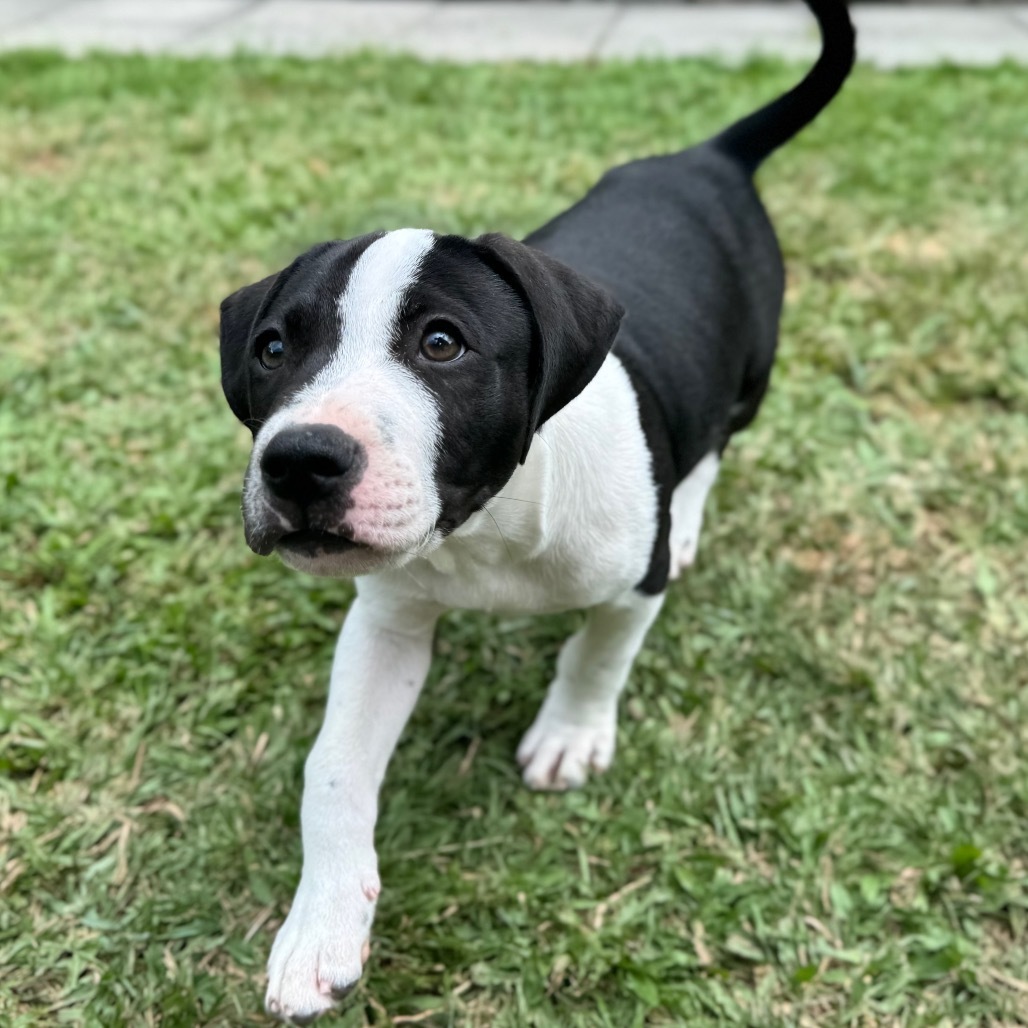 Super Bowl Litter: Keegan, an adoptable Mixed Breed in Keaau, HI, 96749 | Photo Image 6