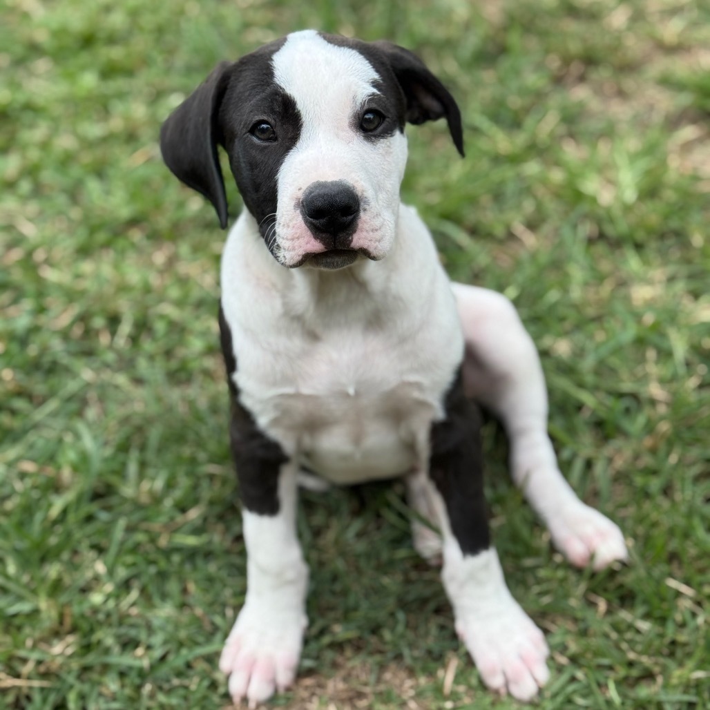 Super Bowl Litter: Bacton, an adoptable Mixed Breed in Keaau, HI, 96749 | Photo Image 1