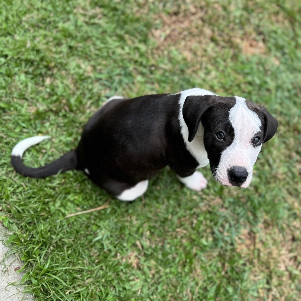 Super Bowl Litter: Bacton, an adoptable Mixed Breed in Keaau, HI, 96749 | Photo Image 2