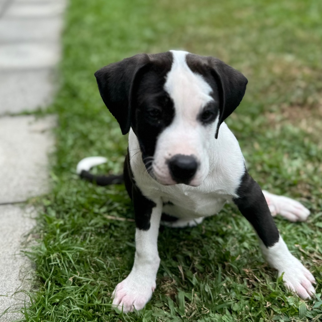 Super Bowl Litter: Bacton, an adoptable Mixed Breed in Keaau, HI, 96749 | Photo Image 3