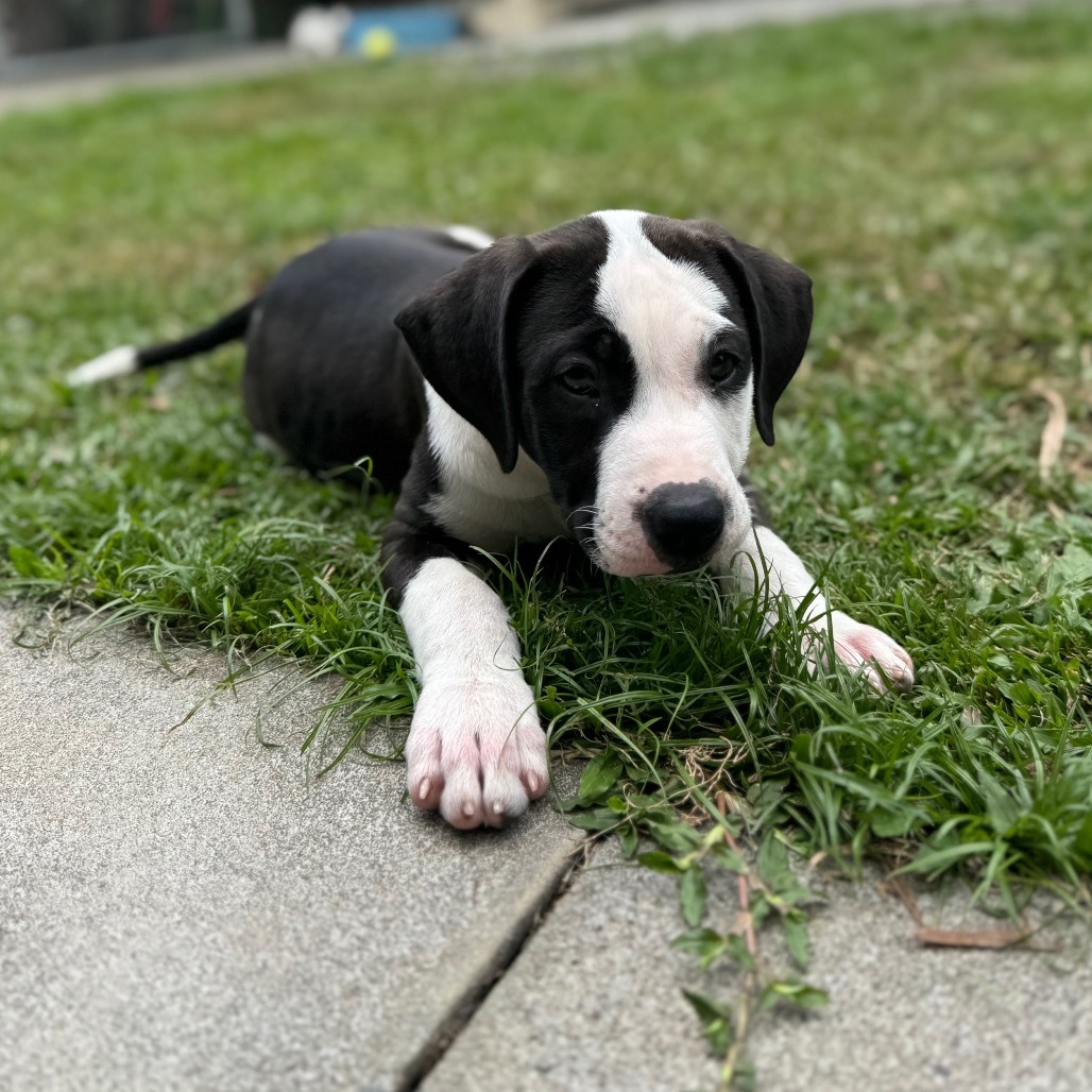 Super Bowl Litter: Bacton, an adoptable Mixed Breed in Keaau, HI, 96749 | Photo Image 4