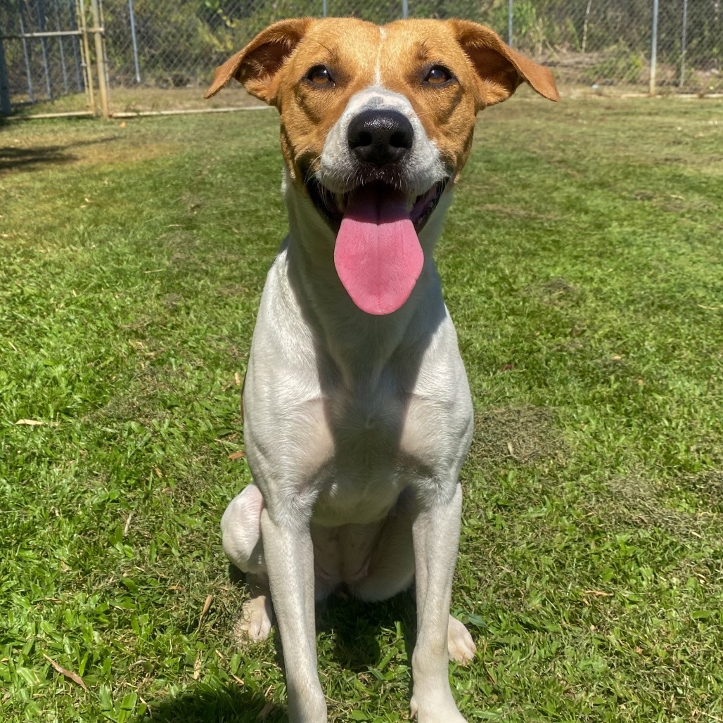 Queen COH-A-63269, an adoptable Mixed Breed in Keaau, HI, 96749 | Photo Image 1