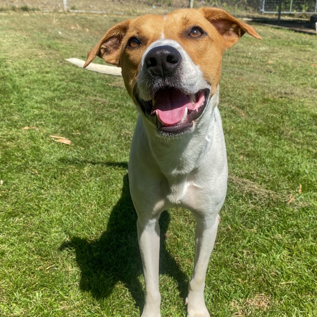 Queen COH-A-63269, an adoptable Mixed Breed in Keaau, HI, 96749 | Photo Image 2