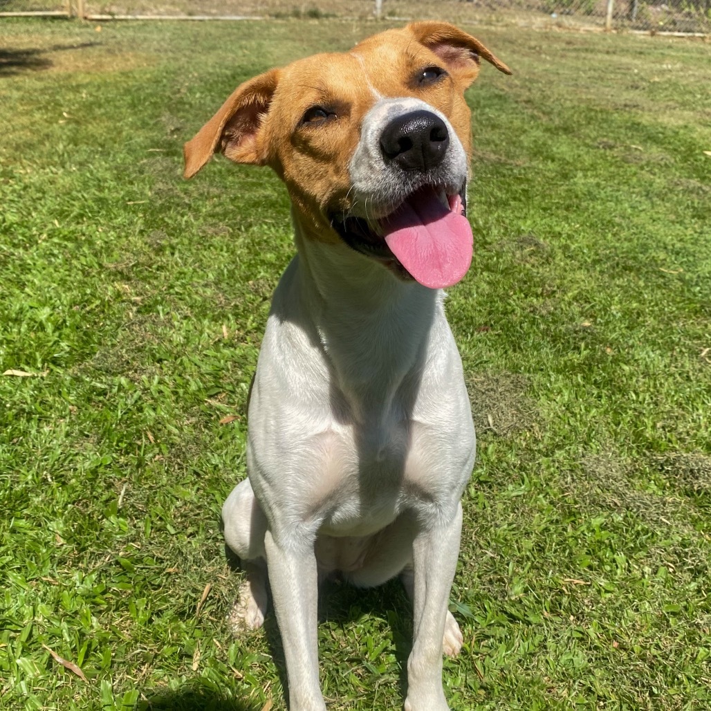 Queenie : COH-A-63269, an adoptable Mixed Breed in Keaau, HI, 96749 | Photo Image 3