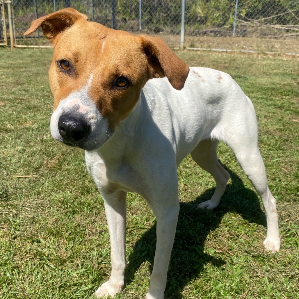 Queenie : COH-A-63269, an adoptable Mixed Breed in Keaau, HI, 96749 | Photo Image 4
