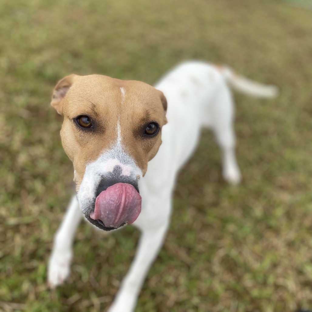 Queenie : COH-A-63269, an adoptable Mixed Breed in Keaau, HI, 96749 | Photo Image 5
