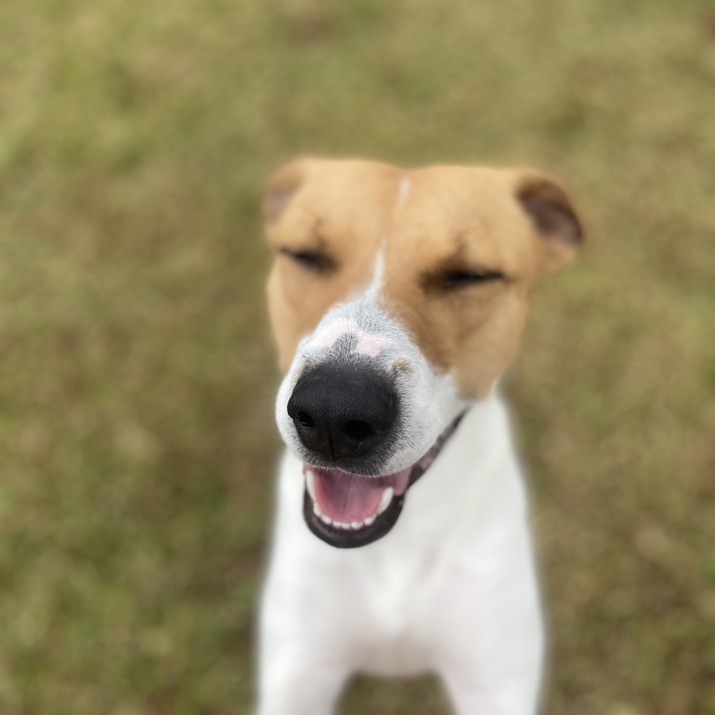 Queenie : COH-A-63269, an adoptable Mixed Breed in Keaau, HI, 96749 | Photo Image 6
