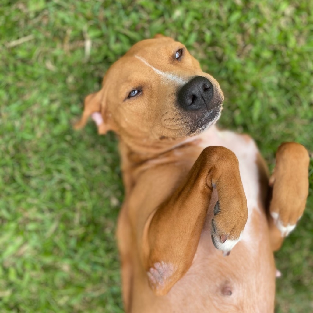 Ula Ula AIR-Stray-11741, an adoptable Mixed Breed in Keaau, HI, 96749 | Photo Image 1